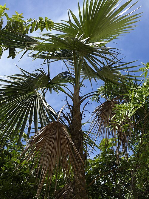 Dr. Rafael Ma. Moscoso National Botanical Garden