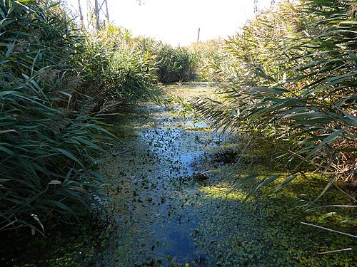 Dragoman marsh