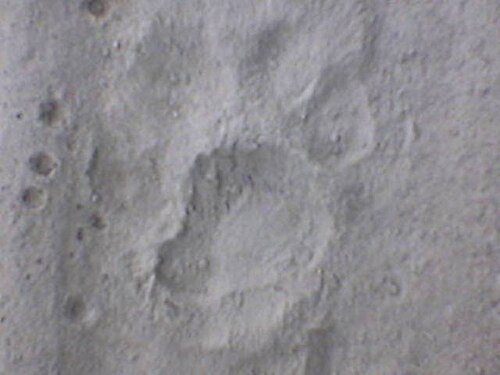 Dudhwa Tiger Reserve