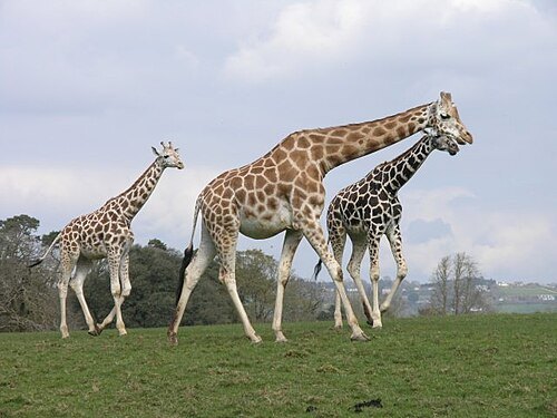 Fota Wildlife Park