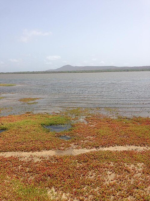 Salinas of the English Port