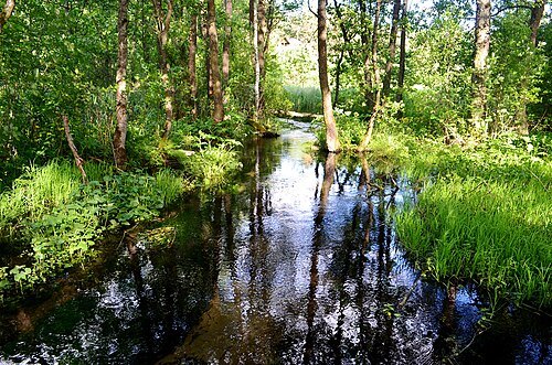 Derežna