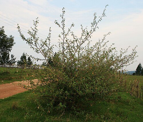 Hawane Nature Reserve