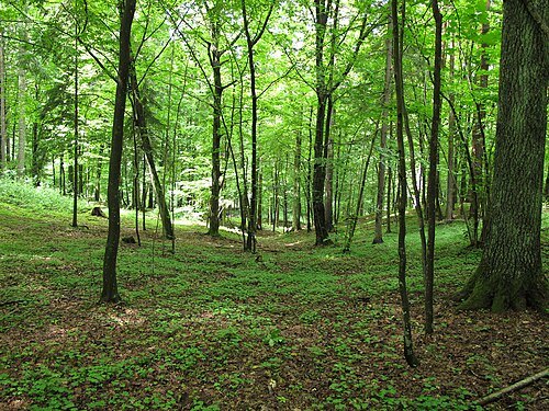 Puszcza Knyszyńska Landscape Park