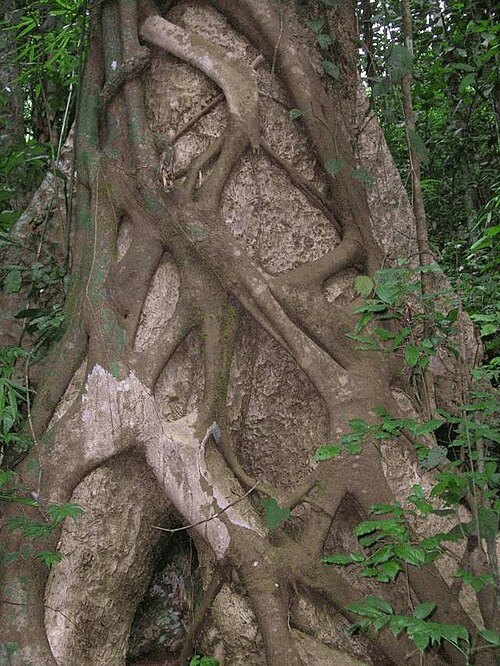 Jardín Botánico Tropical e Instituto de Investigación de Kerala