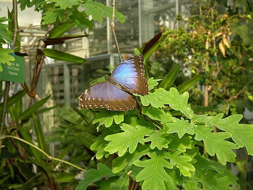 Botanical Garden Botania