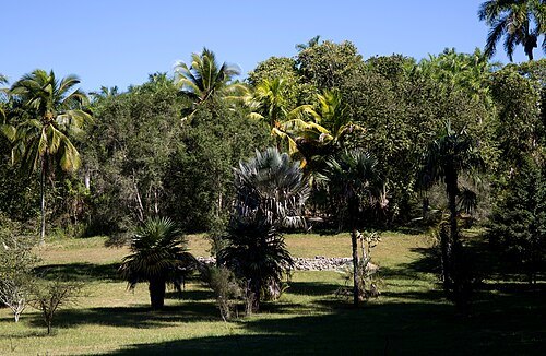Cupaynicú
