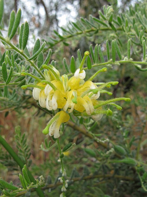 Bendigo Botanic Gardens