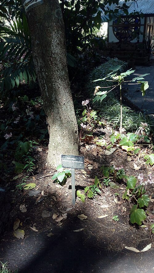Botanical Garden of Guatemala