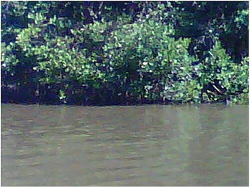 Iguamo River