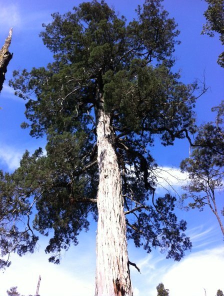 Lahuen Ñadi Natural Monument