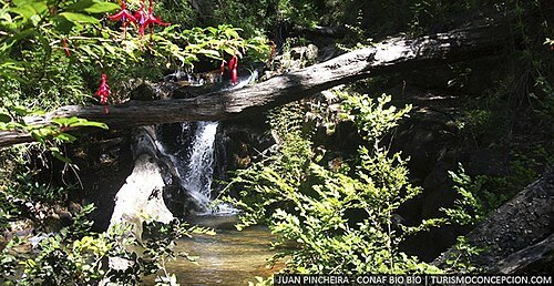 Nonguén National Park