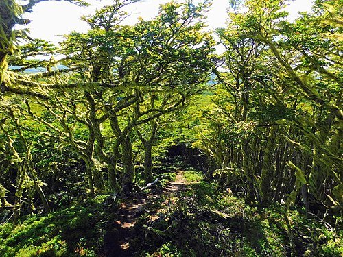 Magallanes National Reserve