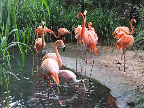 zoologico de barranquilla