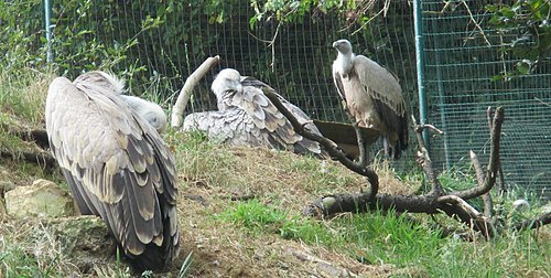 Santillana Zoo