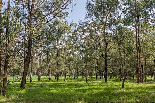 Karura Forest