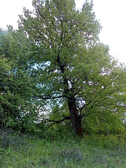 Bukoshi Oak