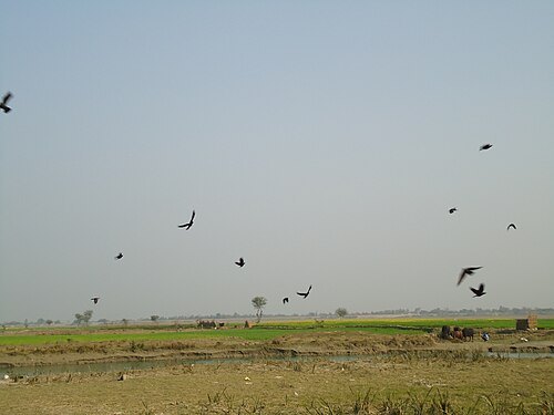 Koshi Tappu Wildlife Reserve