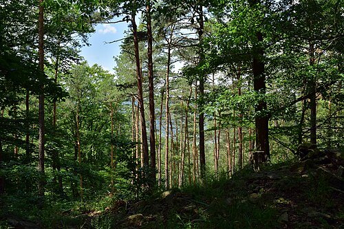 Dunkelsteinerwald
