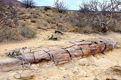 petrified forest, Khorixas