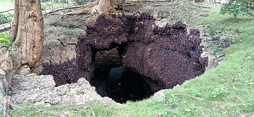 Monfort Bat Sanctuary