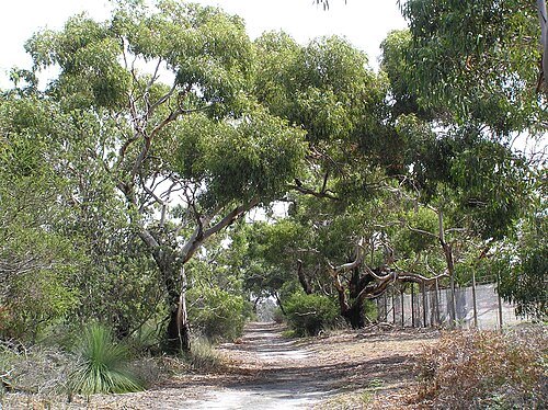 Ocean Grove Nature Reserve