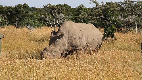 Ol Pejeta Conservancy