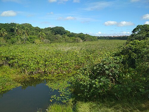 Pitimbu River