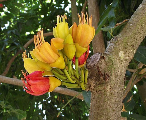Queens Gardens, Townsville
