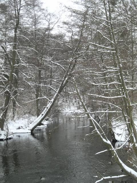 Płonia