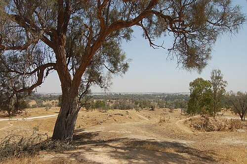 Tel Haror