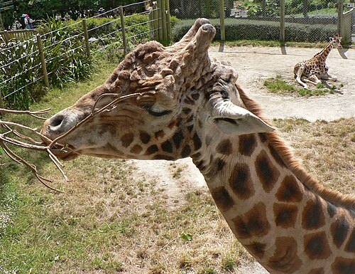 Wellington Zoo