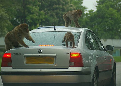 Woburn Safari Park