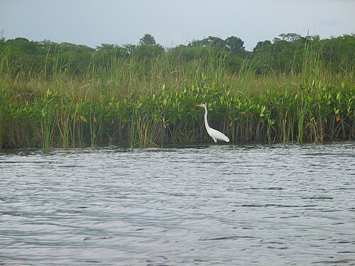 Black River