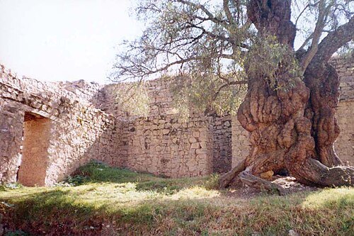 Wari Willka