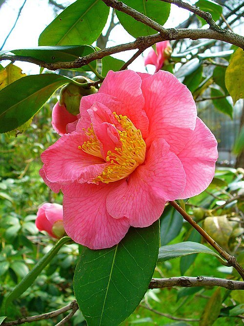 Botanical Garden of the KIT