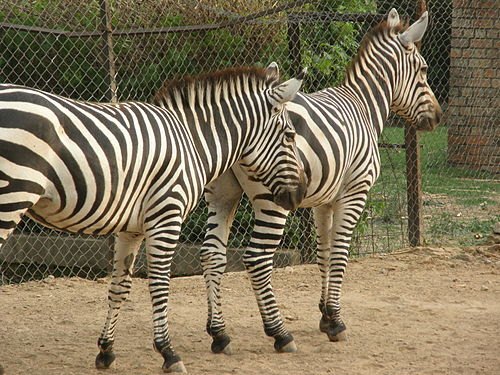 Islamabad Zoo (اسلام آباد چڑیا گھر)