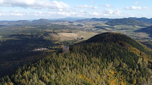 Dzikowiec