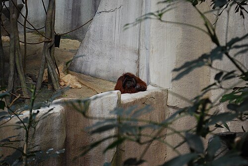 布魯克菲爾德動物園