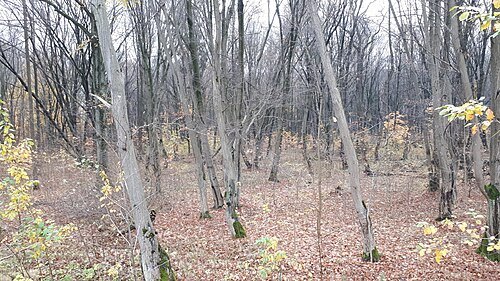 Zwierzyniecki Forest in Białystok