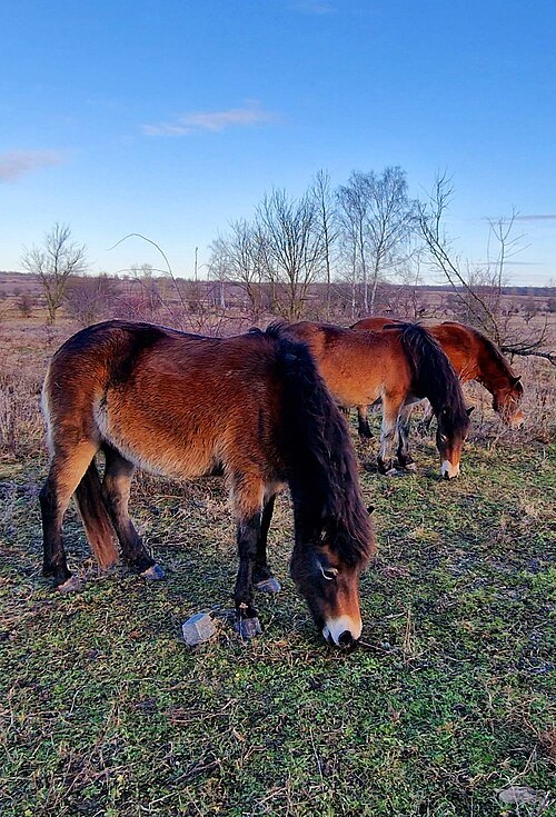 Milovice pasture reserve
